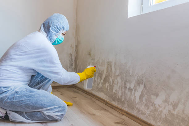 Mold Remediation specialist working in Middleville